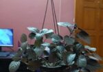 Purple Passion/Velvet Plant