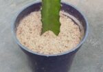 Dragon Chara