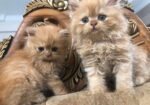 Persian Cat