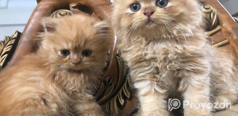 Persian Cat