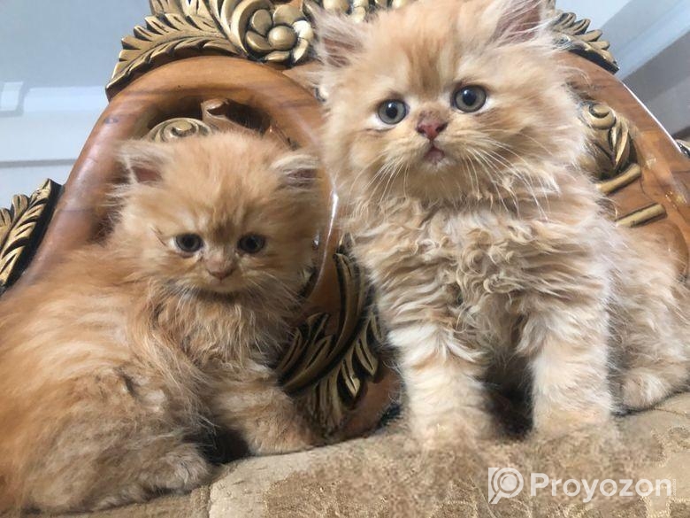 Persian Cat