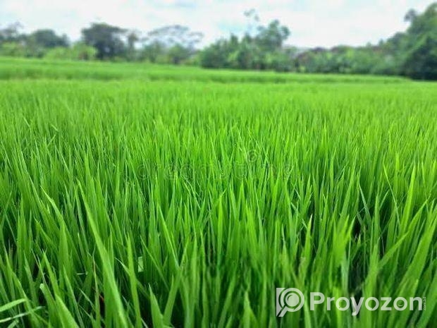 জমি বিক্রয় করা হবে