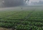 Rent agricultural land for firming/ mini warehouse/ others