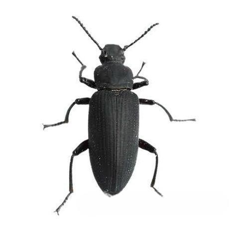 বিটল পোকার মাদার পোকা! mother beetles