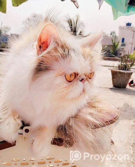 Exotic Calico Female সেল্ করা হবে