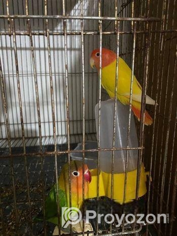Running Love Bird