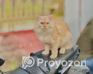 fitted-13_2025-09-27_10-35-00