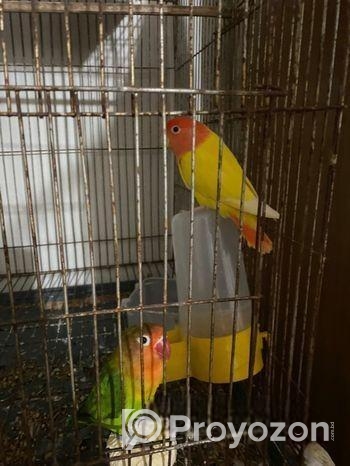 Running Love Bird