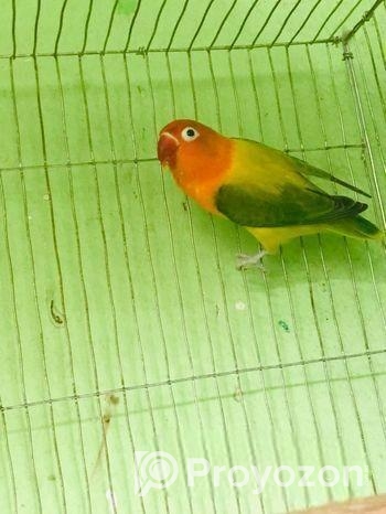 Green Euwing Opaline Female