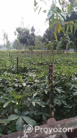 JOMI BIKROY