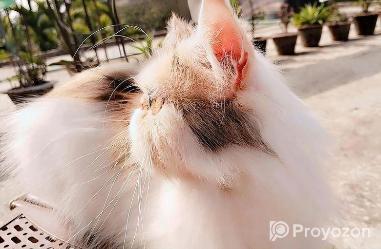 Exotic Calico Female সেল্ করা হবে
