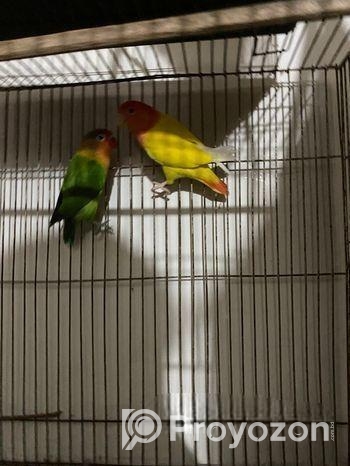 Running Love Bird