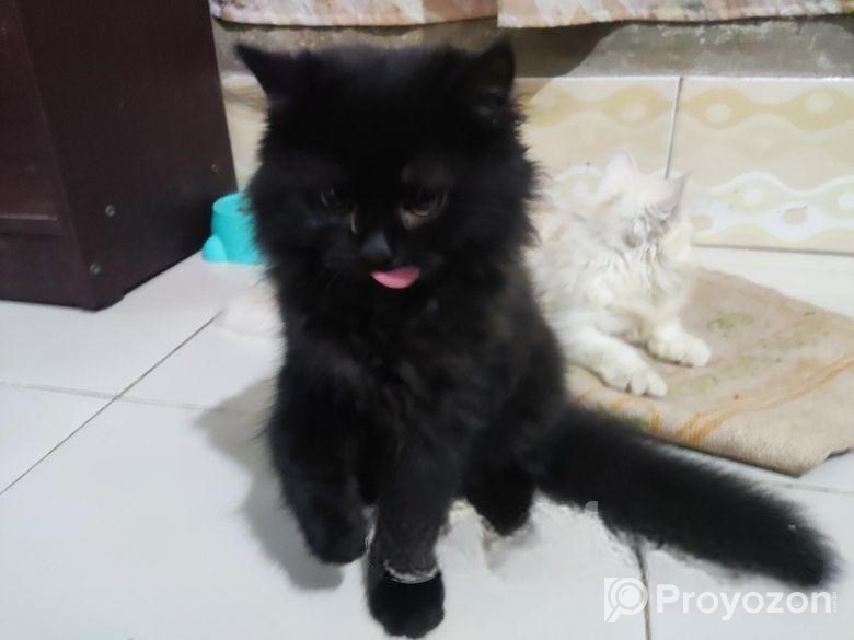 Persian Cat