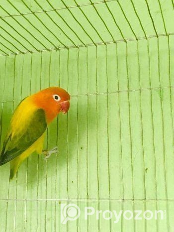Green Euwing Opaline Female