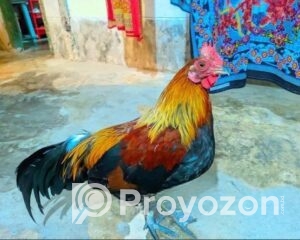 fitted-16_2025-09-17_17-42-39