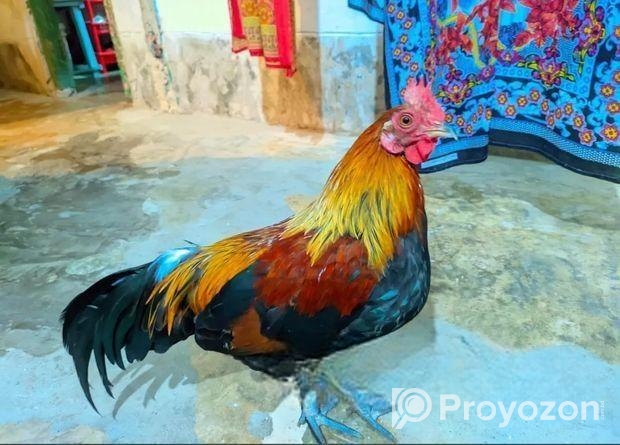 শিকারি মোরগ