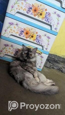 Persian Cat