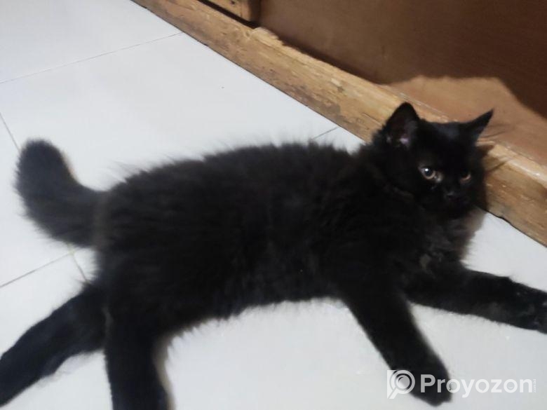 Persian Cat