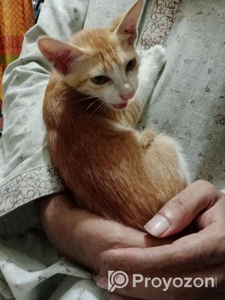 Cat For Sell