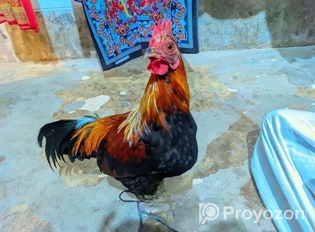 শিকারি মোরগ