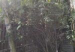 ডালিম গাছ