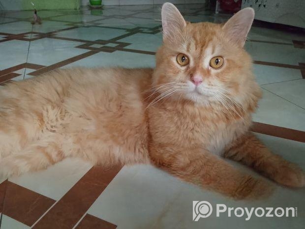 Persian cat