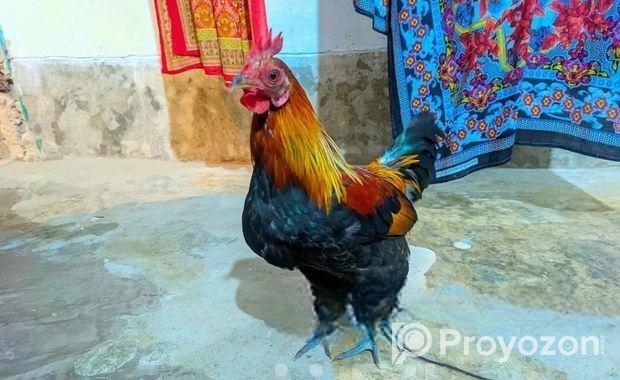 শিকারি মোরগ