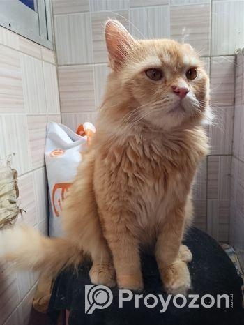Persian cat