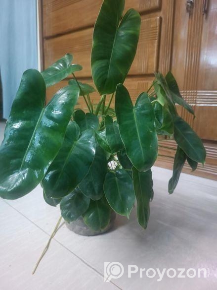 Tree sell