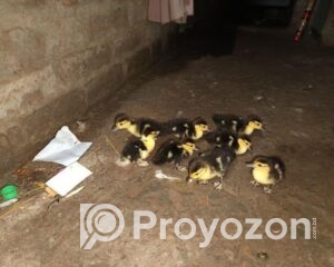 fitted-19_2025-09-25_18-42-29