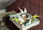 Bajrigor Birds baby sell
