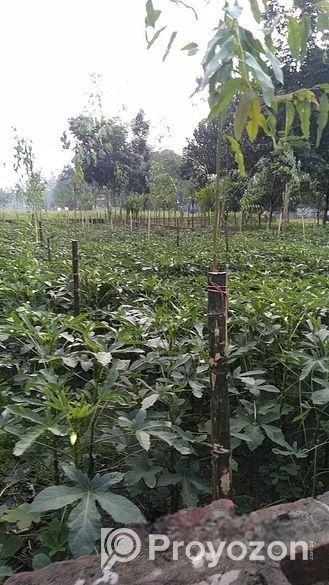 JOMI BIKROY