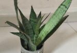 Indoor Plant