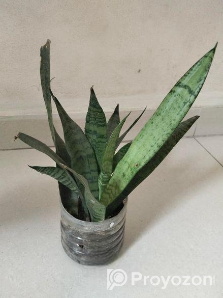Indoor Plant