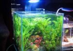 Planted Aquarium – পানির নিচে সবুজের রাজ্য