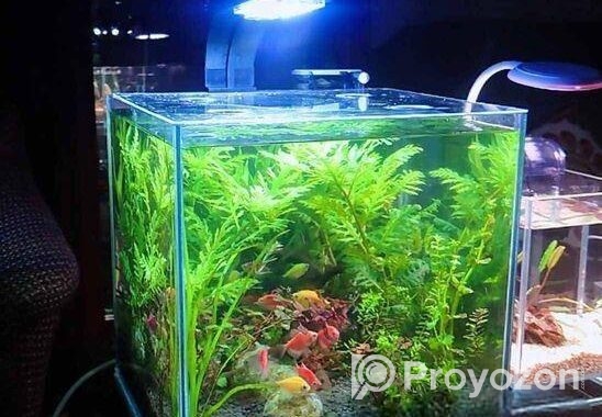 Planted Aquarium – পানির নিচে সবুজের রাজ্য