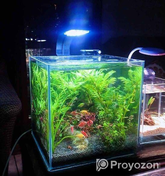 Planted Aquarium – পানির নিচে সবুজের রাজ্য