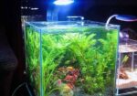 Planted Aquarium – পানির নিচে সবুজের রাজ্য