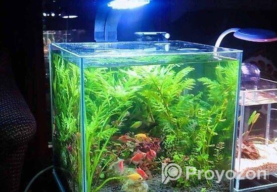 Planted Aquarium – পানির নিচে সবুজের রাজ্য