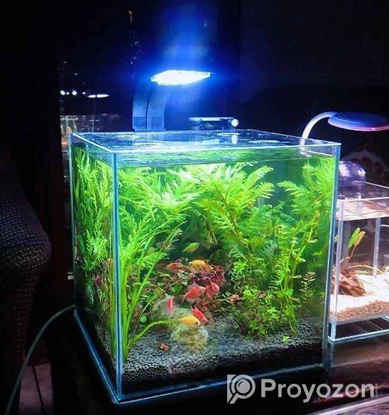 Planted Aquarium – পানির নিচে সবুজের রাজ্য