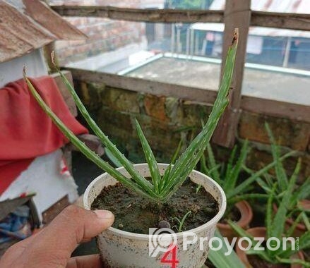 অ্যালোভেরা গাছ বিক্রি করা হবে