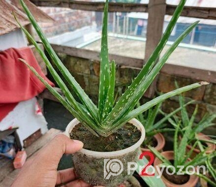অ্যালোভেরা গাছ বিক্রি করা হবে
