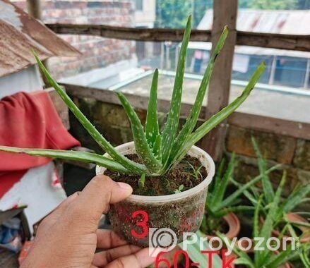 অ্যালোভেরা গাছ বিক্রি করা হবে