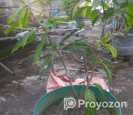 এক গাছে দুই জাতের আমের গ্রাফটিং।