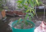 এক গাছে দুই জাতের আমের গ্রাফটিং।