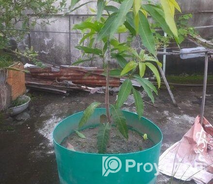 এক গাছে দুই জাতের আমের গ্রাফটিং।