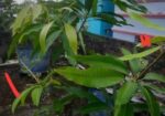 এক গাছে দুই জাতের আমের গ্রাফটিং।