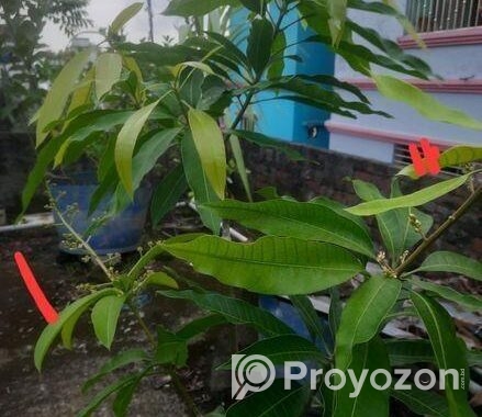 এক গাছে দুই জাতের আমের গ্রাফটিং।