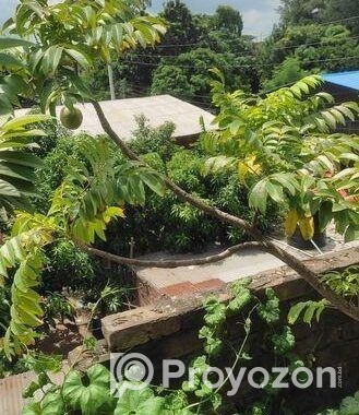 গাছ বিক্রি করা হবে