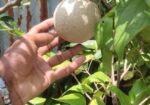 গাছ বিক্রি করা হবে